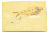 Bargain, Detailed Fossil Fish (Diplomystus) - Wyoming #372324-1